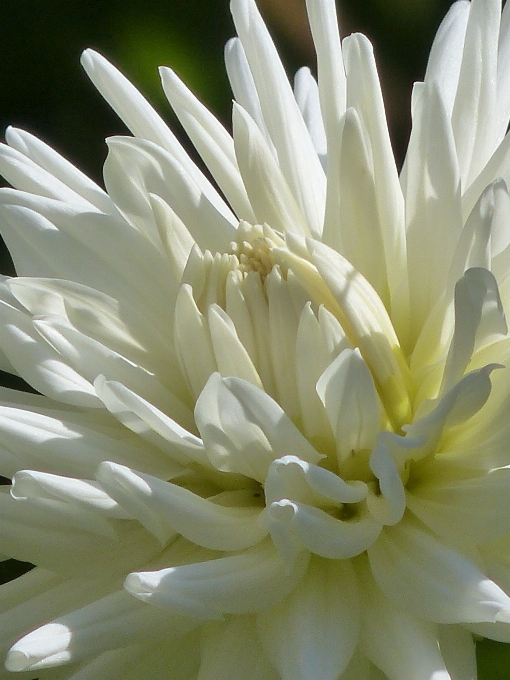 Florecer planta blanco flor