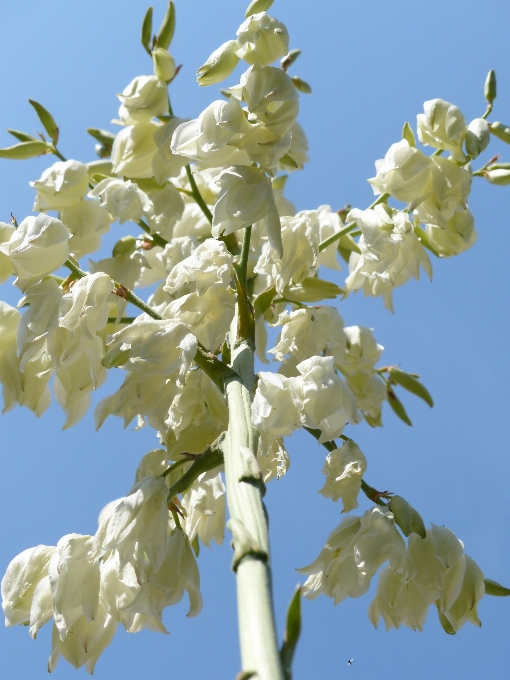 Tree branch blossom plant