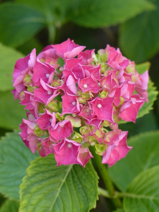 Blüte anlage blatt blume