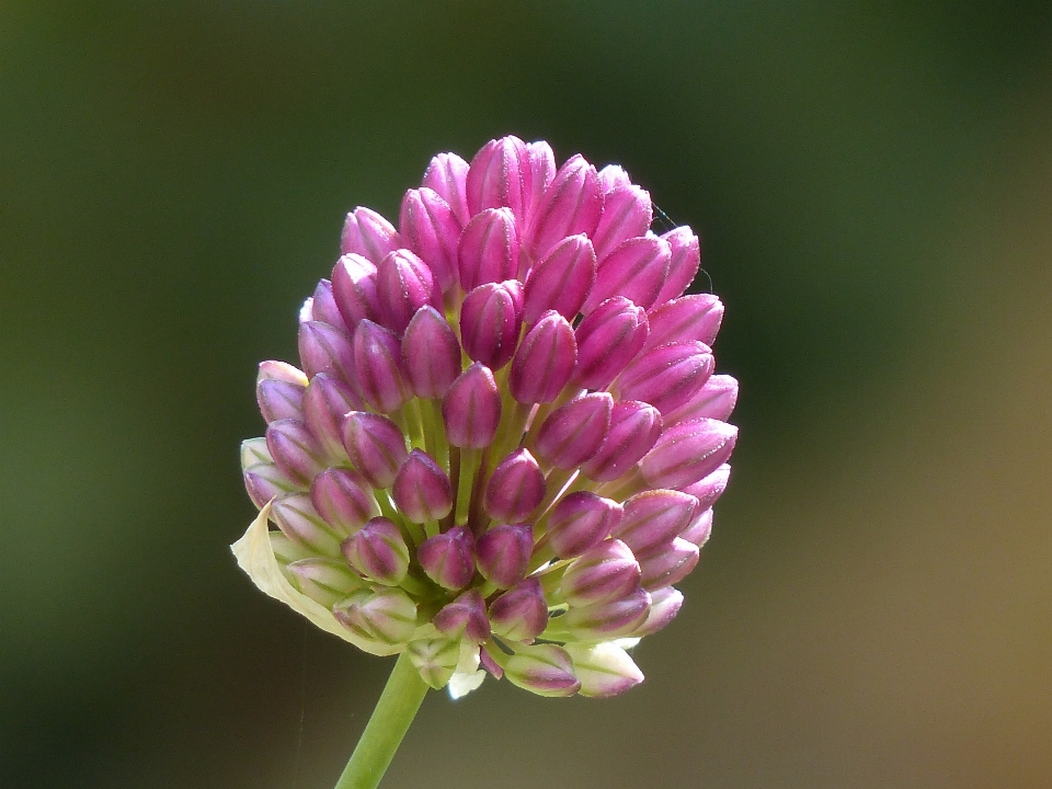 Fleurir usine la photographie fleur