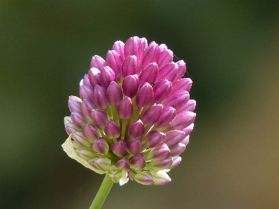 Blüte anlage fotografie blume Foto