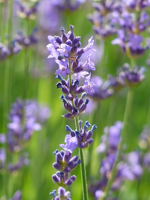 Pianta prato
 fiore viola