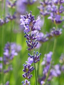 Plant meadow flower purple Photo