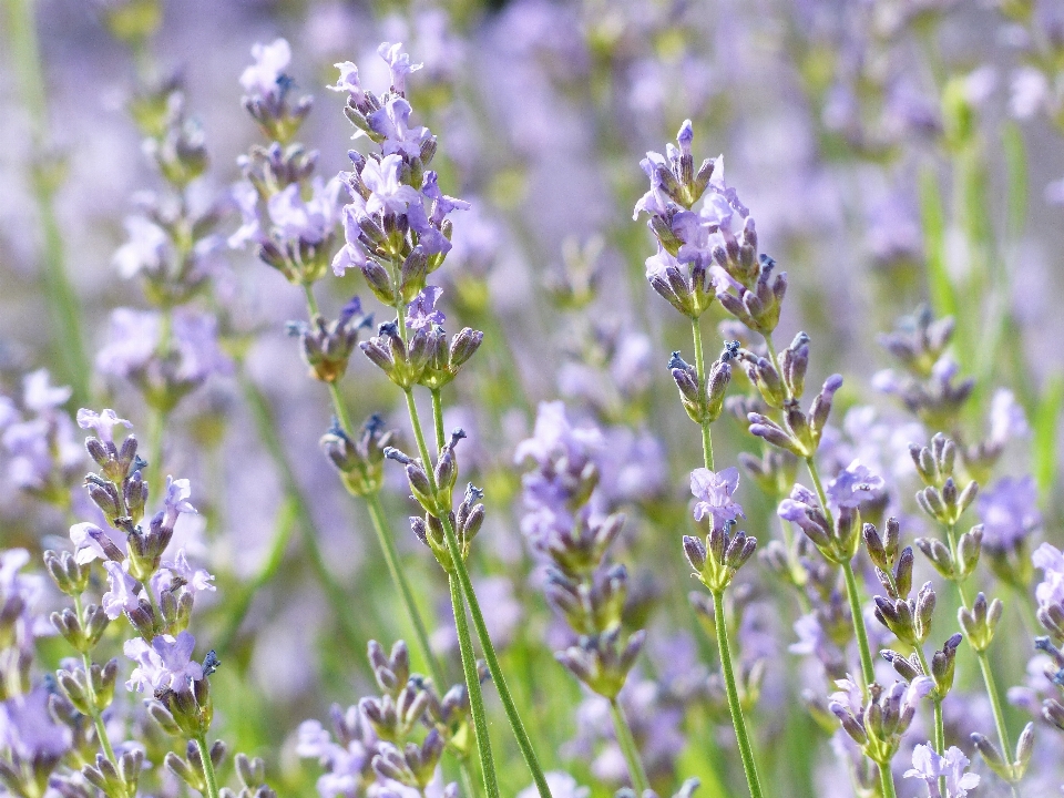 Usine prairie
 fleur herbe