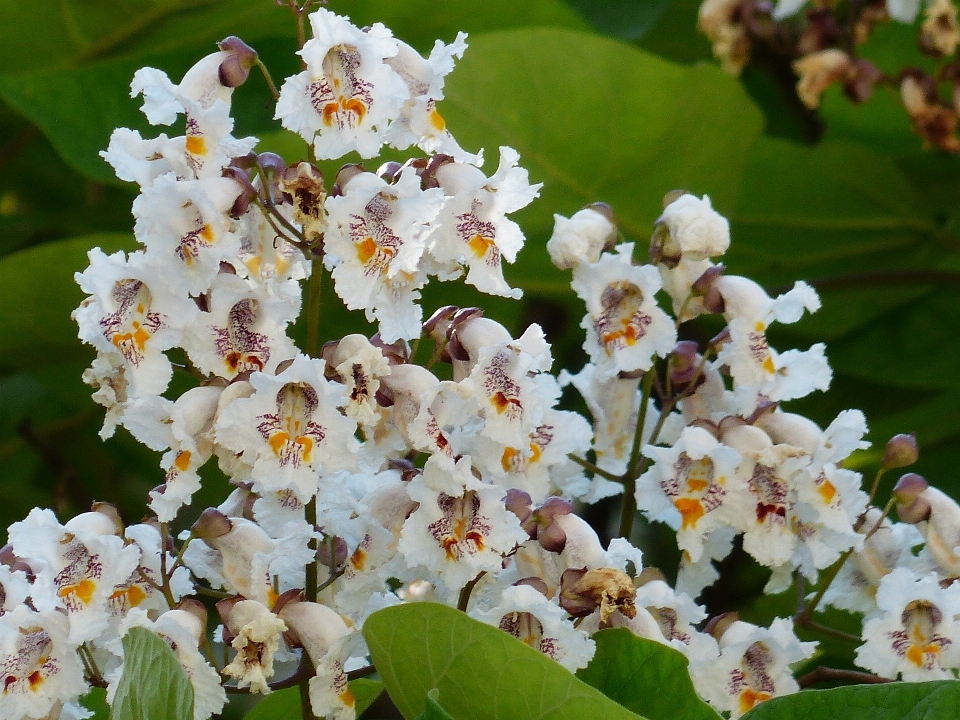 Arbre fleurir usine blanc