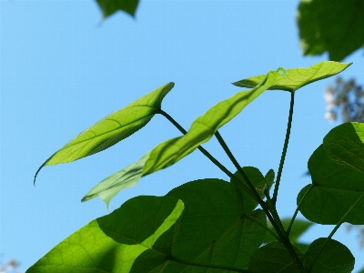 木 自然 草 ブランチ 写真