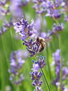 Plant meadow flower purple Photo