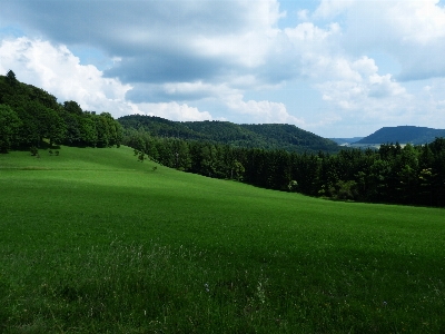 Landscape tree nature grass Photo