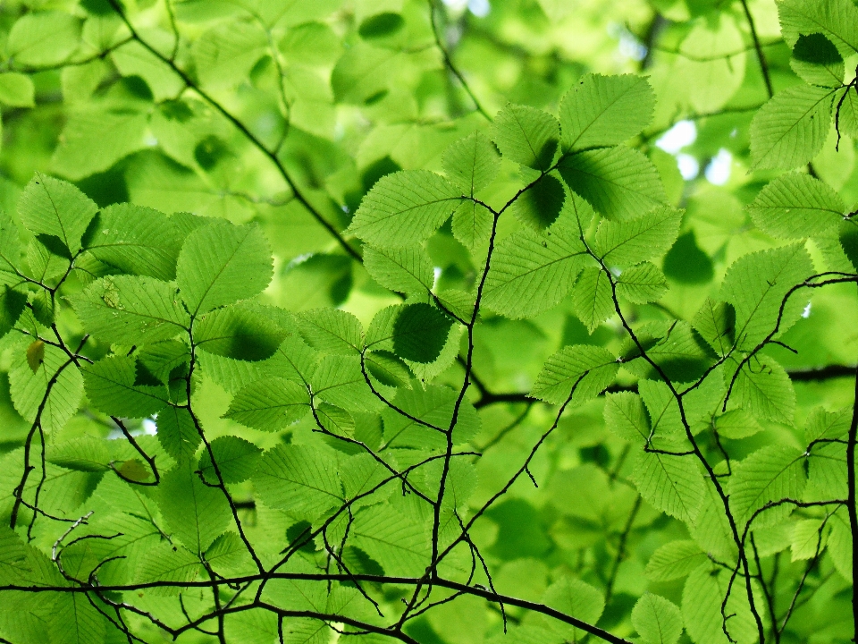 Arbre nature herbe bifurquer