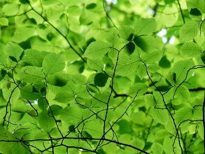 木 自然 草 ブランチ 写真