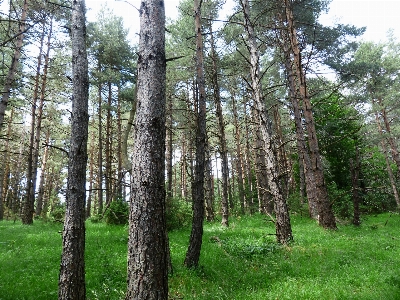 Tree forest plant trail Photo