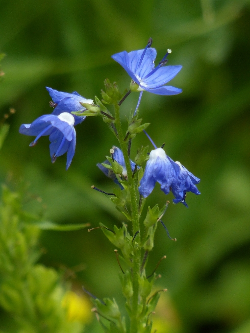 Fiore pianta prato
 fioritura