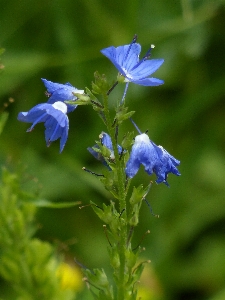 Blossom plant meadow flower Photo