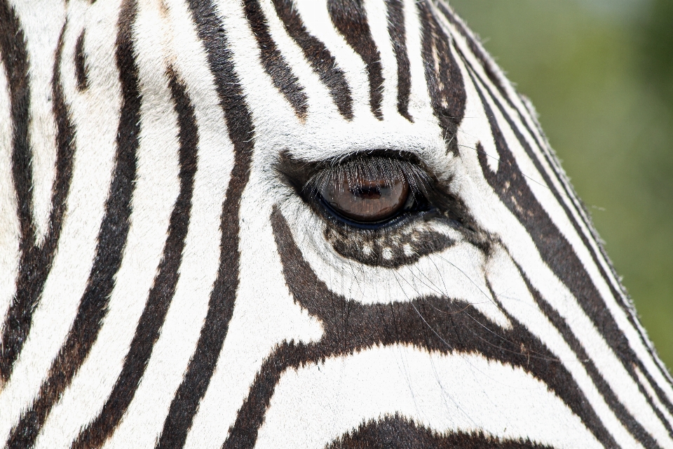 Bianco e nero
 animale animali selvatici selvaggio