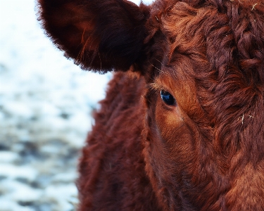 Winter animal fur cow Photo