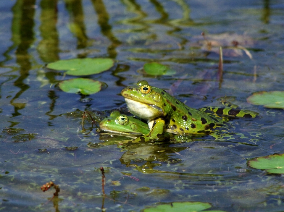 Summer pond wildlife love