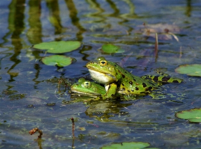 Summer pond wildlife love Photo