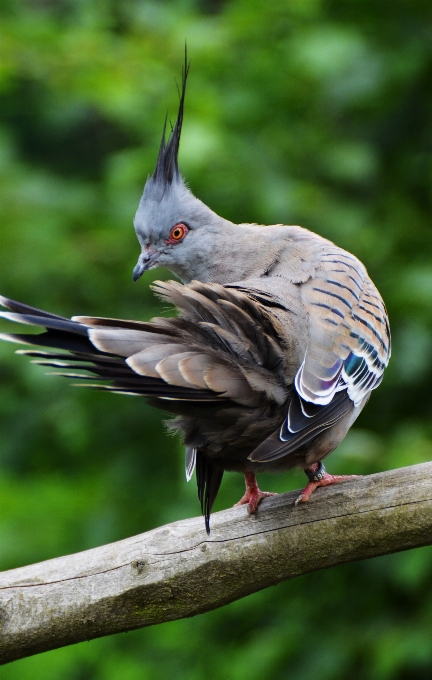 Natura oddział ptak skrzydło