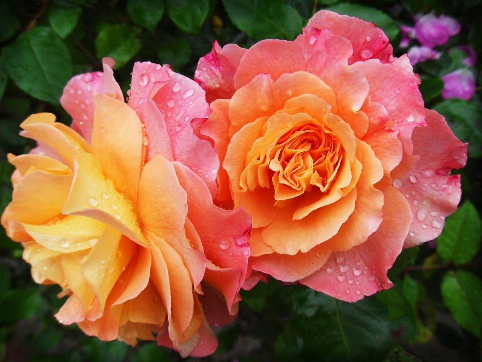 Flor floribunda
 rosa planta