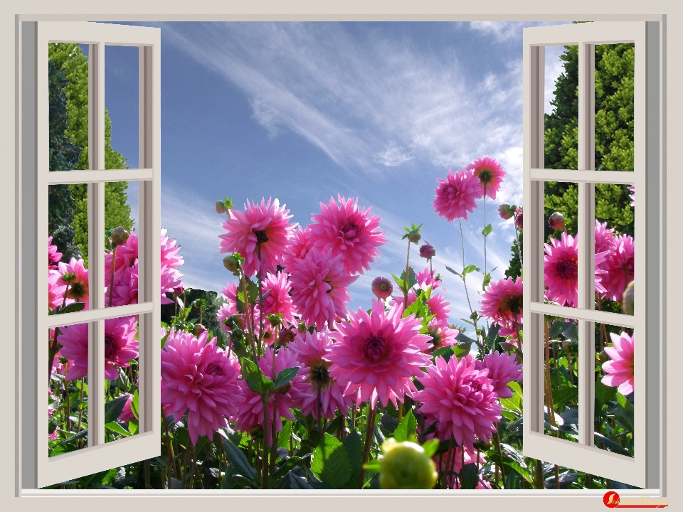 Plant sky flower window