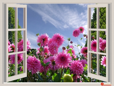 Plant sky flower window Photo