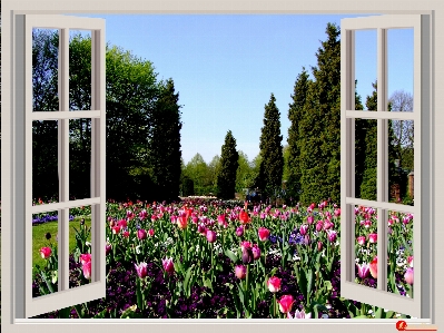 Sky lawn flower window Photo