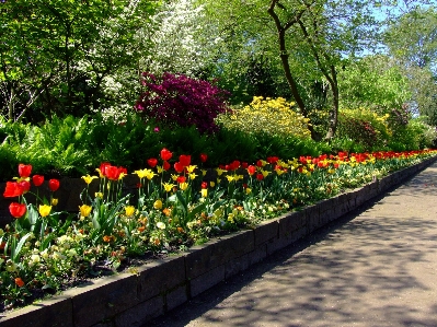 Anlage rasen blume frühling Foto