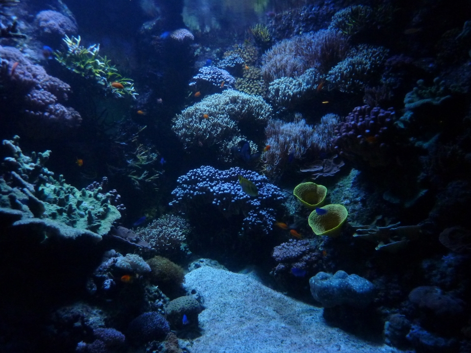 Underwater biology calm coral