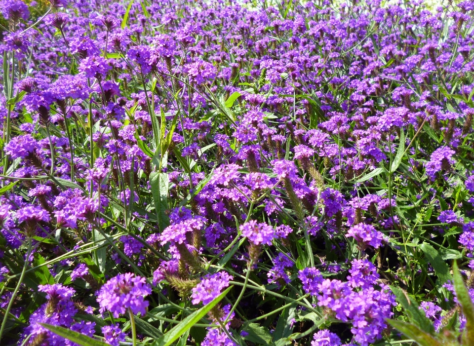 Nature plant meadow flower