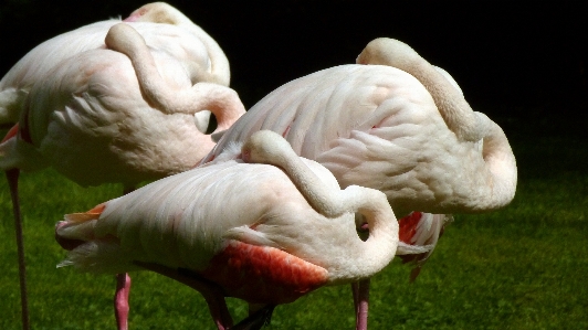 Photo Oiseau aile zoo le bec