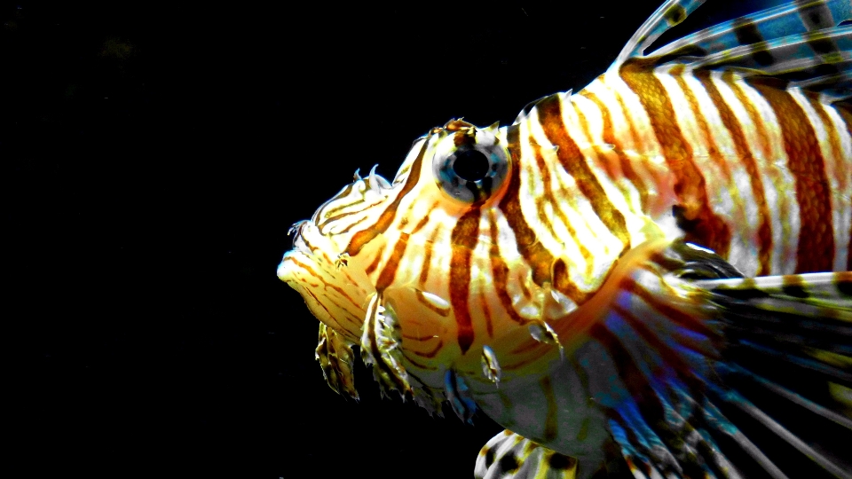 生物学 魚 ミノカサゴ
 無脊椎動物