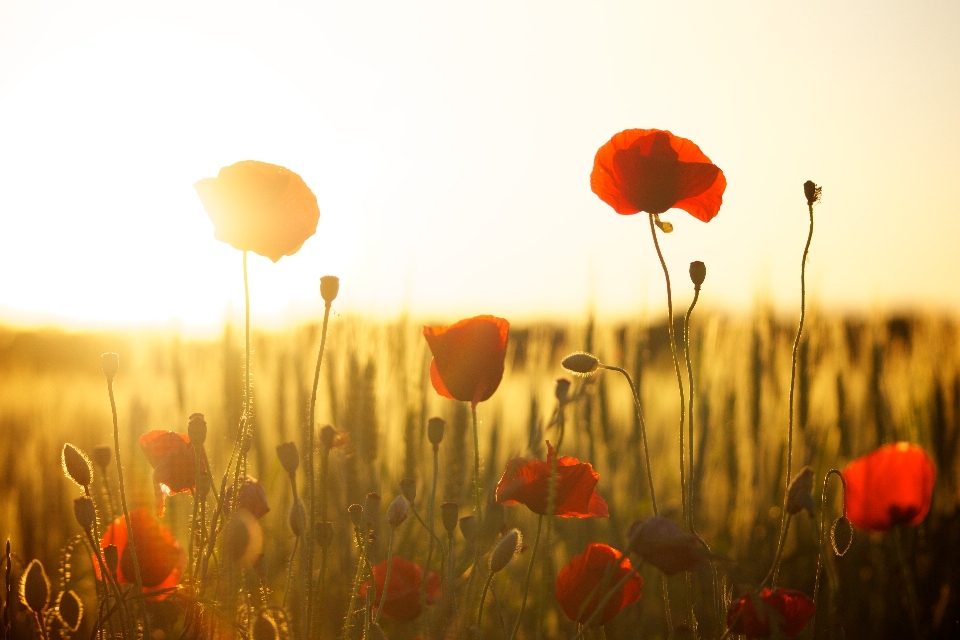 Plant sunset field meadow