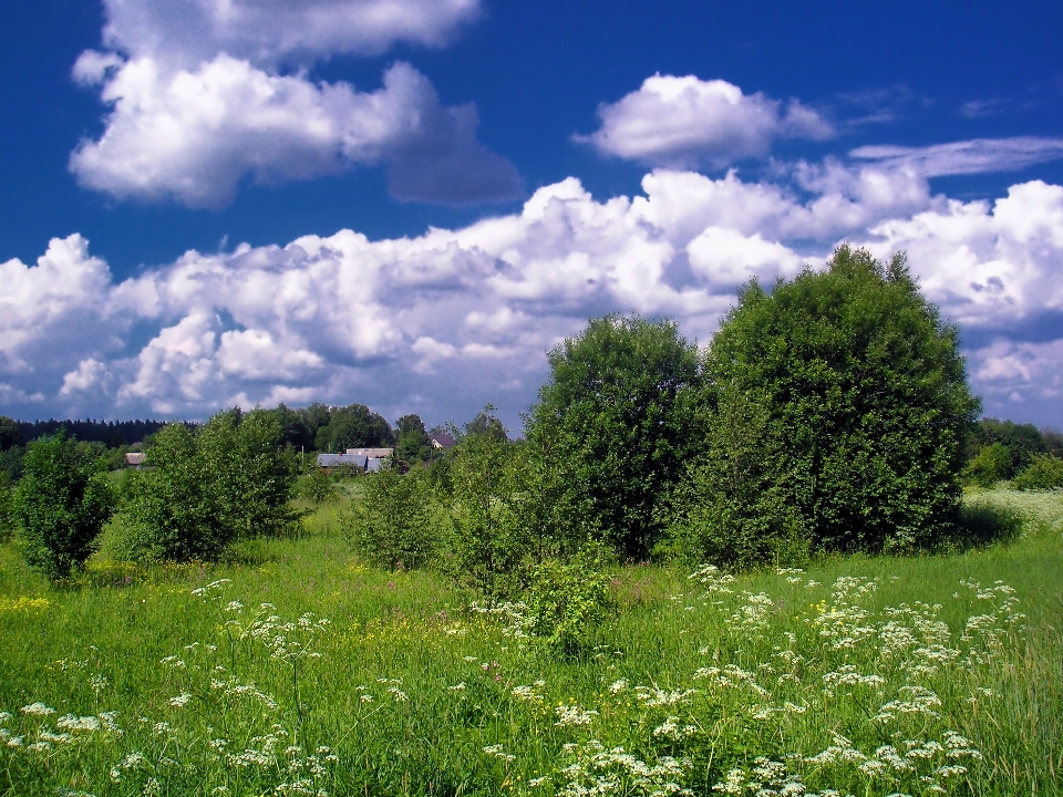 Landscape tree nature forest