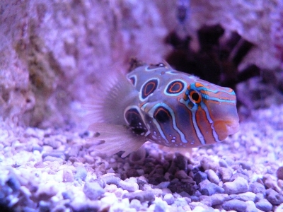 Foto água embaixo da agua biologia peixe