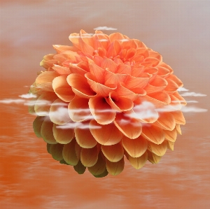 Blume anlage rosa orange Foto