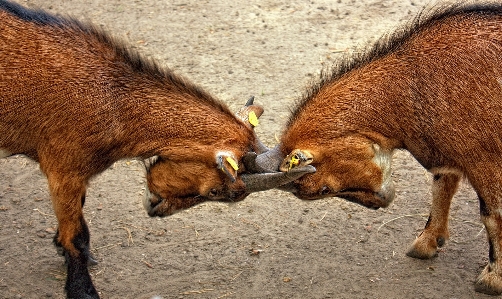 Foto Animal animais selvagens selvagem cabra