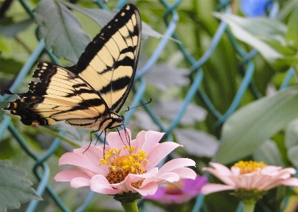 Nature outdoor blossom wing Photo