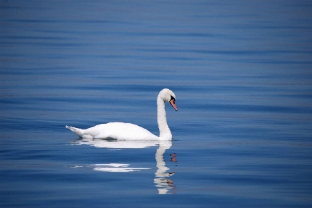 Beach coast water nature Photo