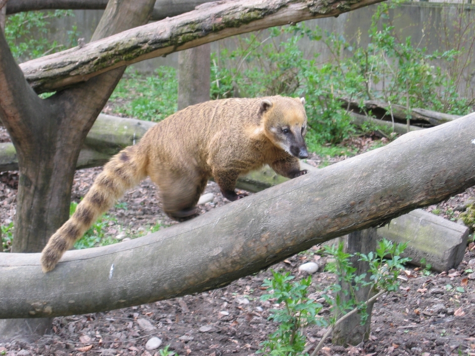 Zwierzę niedźwiedź dzikiej przyrody ogród zoologiczny