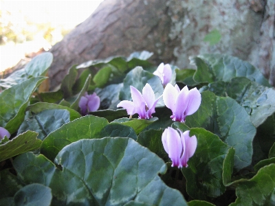 Tree plant flower purple Photo