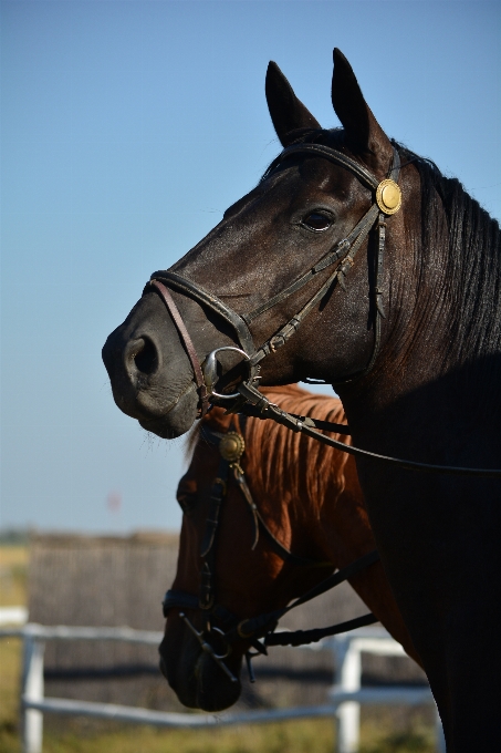 Pferd zügel
 säugetier hengst