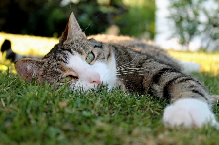 Foto Alam rumput hitam dan putih
 satwa