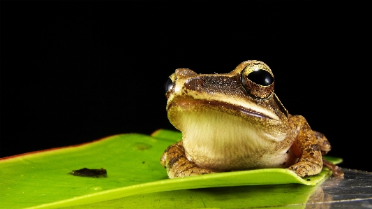 Foto Makro katak kodok amfibi