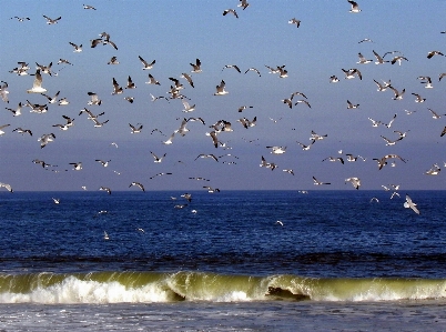 Beach sea coast water Photo