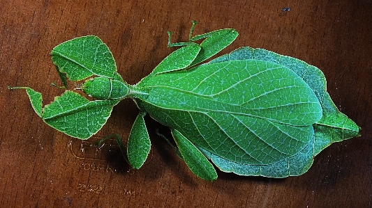 Plant leaf flower petal Photo