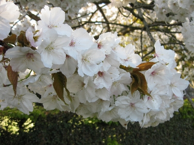 Tree branch blossom plant Photo