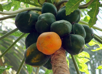 Plant fruit ripe food Photo