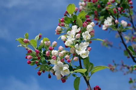 Tree nature branch blossom Photo