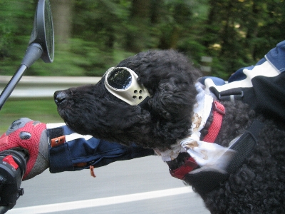 Foto Cane motociclo barboncino occhiali