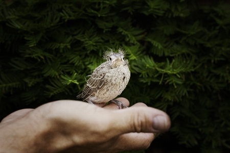 Hand nature outdoor wilderness Photo